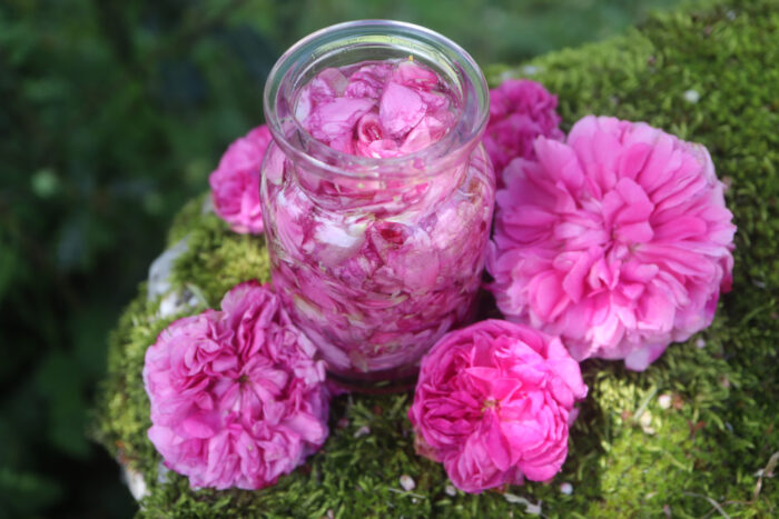 Macéraflore de Rose