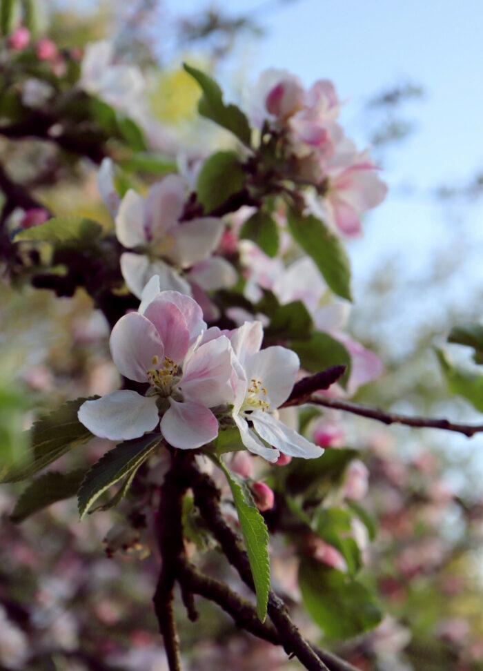 Éclosion – Retraite de printemps