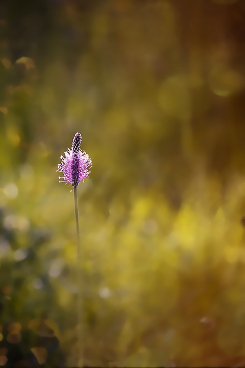 Intimité avec le Plantain