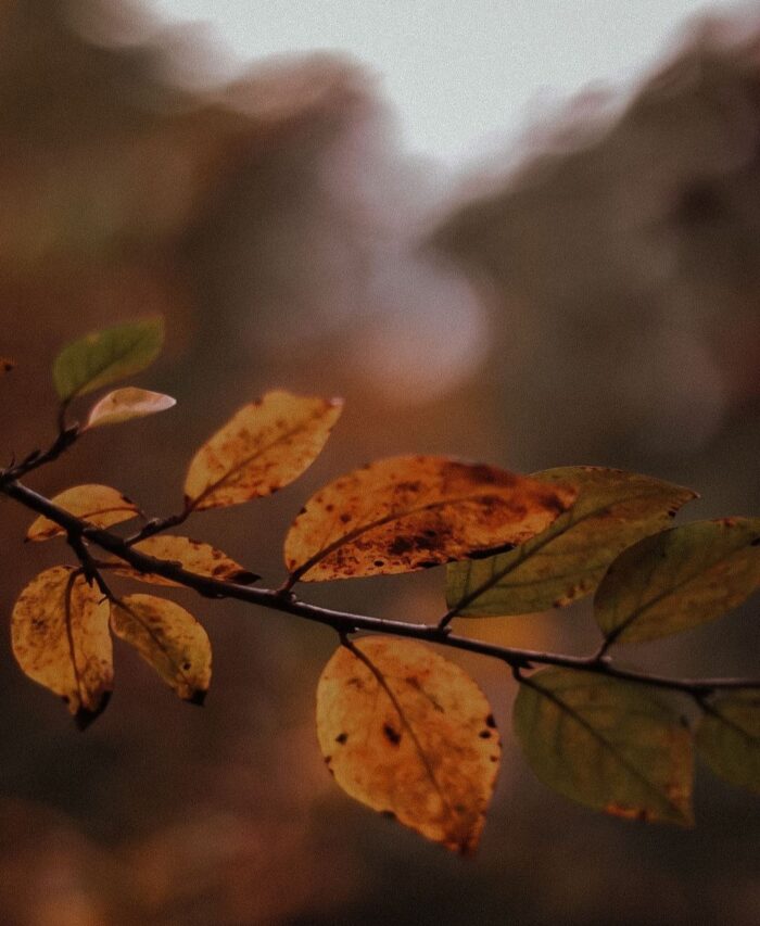 La délicatesse de l&rsquo;automne