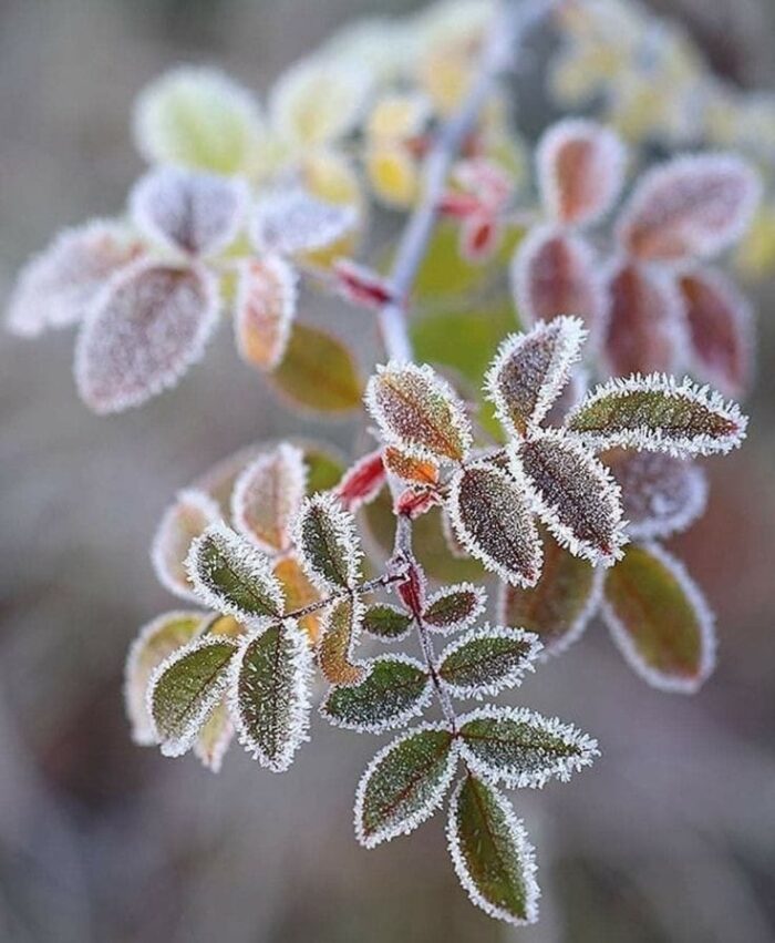 L&rsquo;hiver alchimique