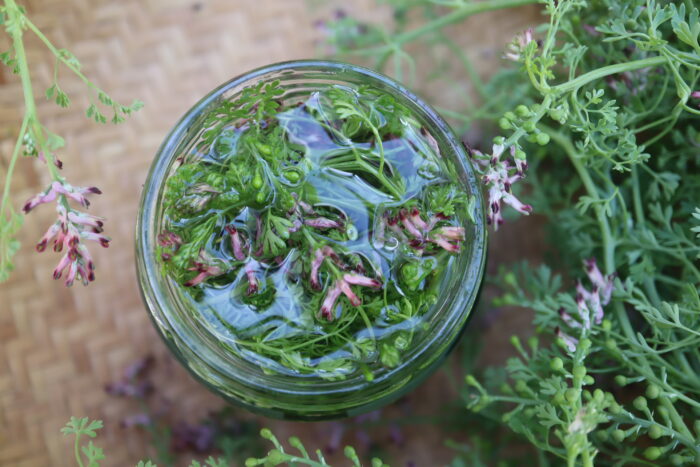 Préparation à base de plantes, quel solvant choisir ?
