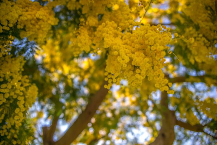Mimosa, le murmure du soleil